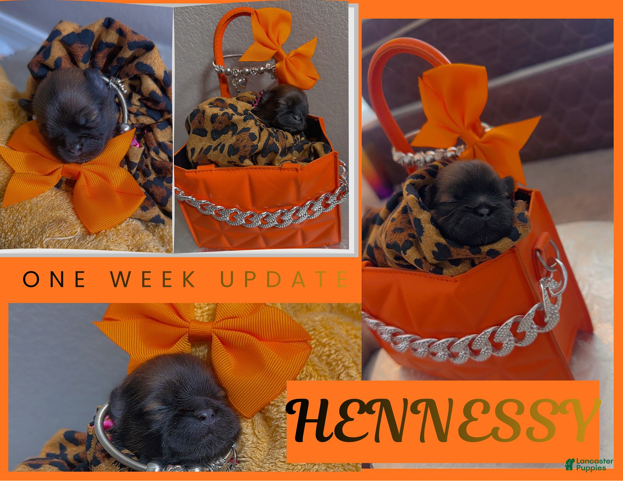 Shih Tzu dogs Hennessy - Ad 33