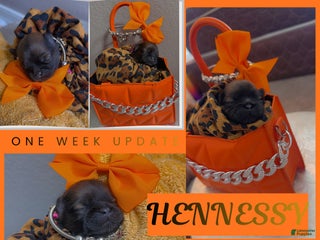 Shih Tzu dogs Hennessy - Ad 36
