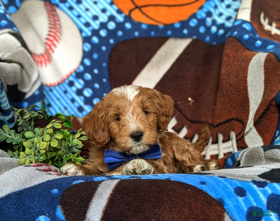 Mini Goldendoodle dogs for sale: Blaze Hypoallergenic - Ad 8