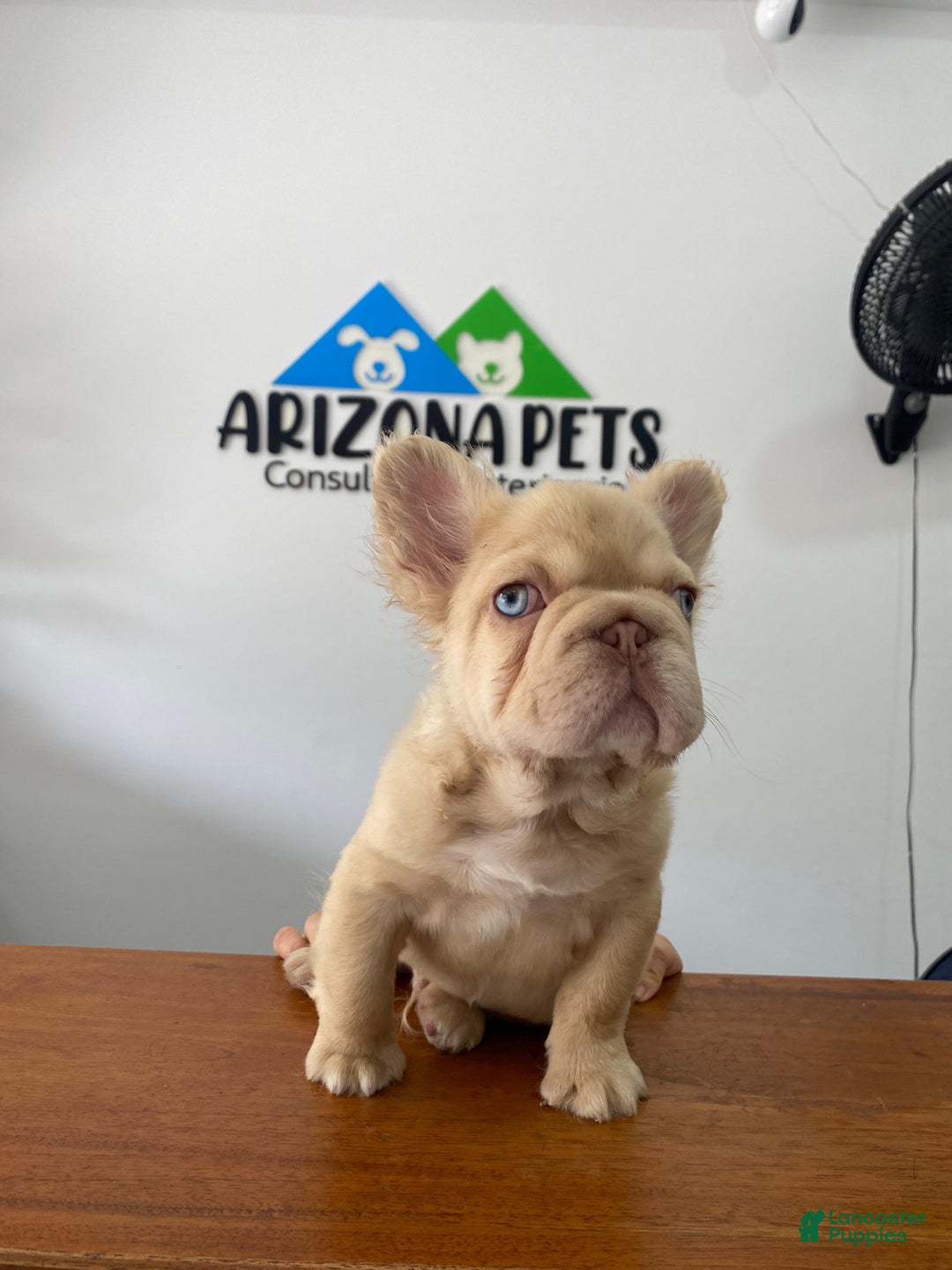 French Bulldog dogs for sale: French Bulldog Puppy 2 - Ad 1