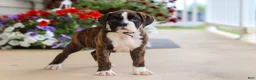 Boxer dogs for sale: Bentley - Ad 5