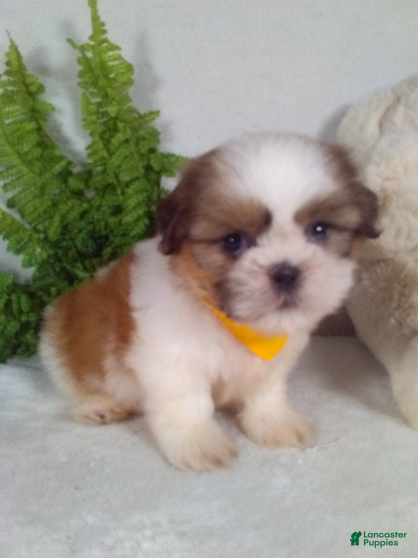 Shih Tzu dogs Cash - Ad 1