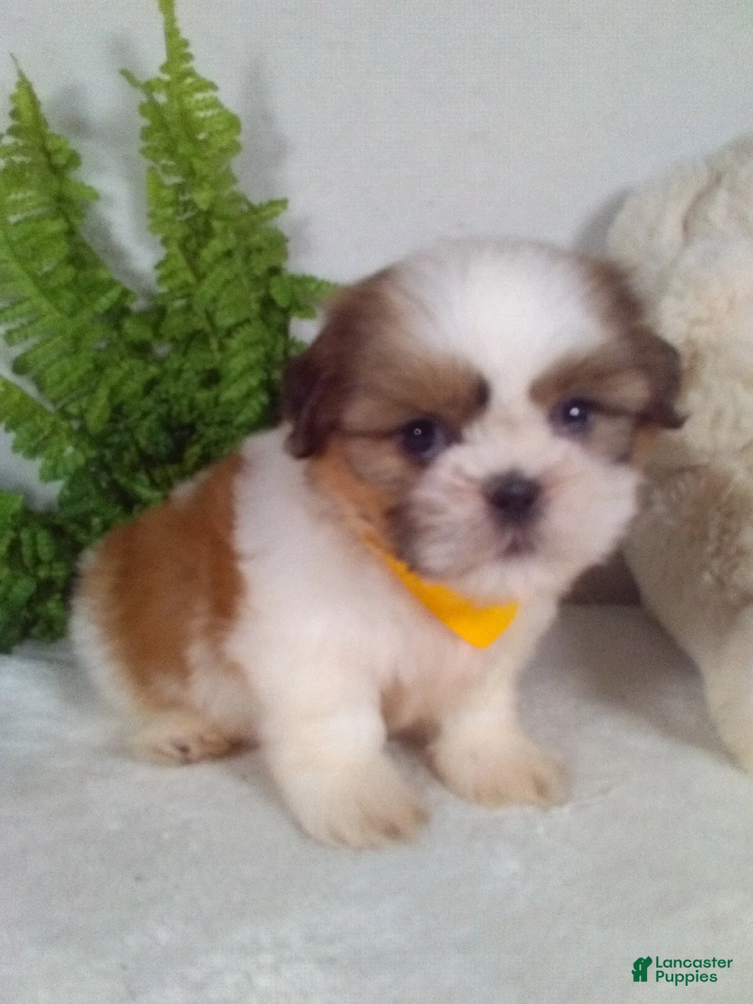 Shih Tzu dogs for sale: Cash - Ad 1