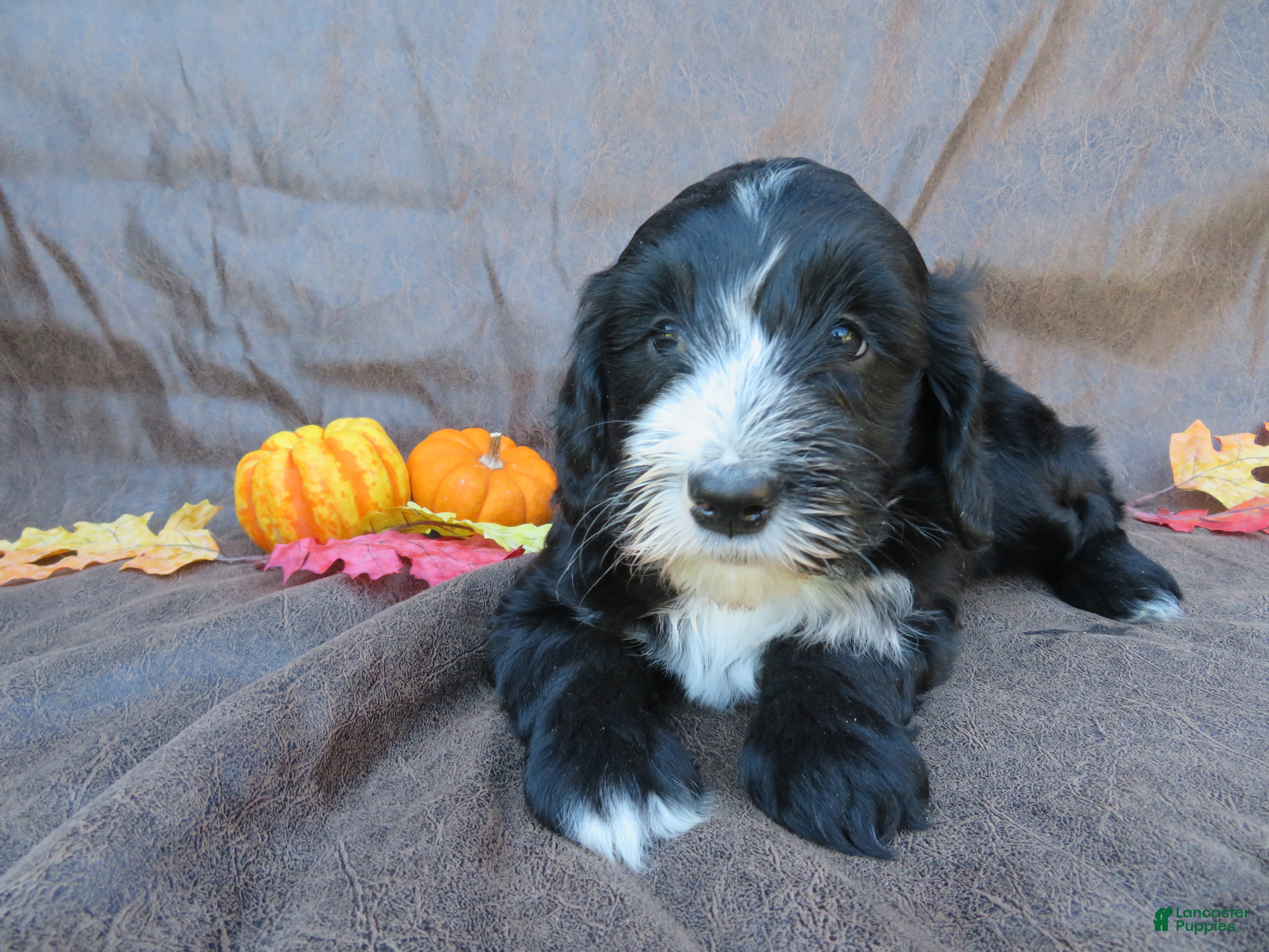 Mixed Breed dogs for sale: Max - Ad 2