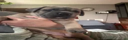 Cane Corso dogs for sale: Formentino - Ad 3