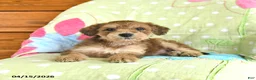 Mini Goldendoodle dogs for sale: Krissy - Ad 4
