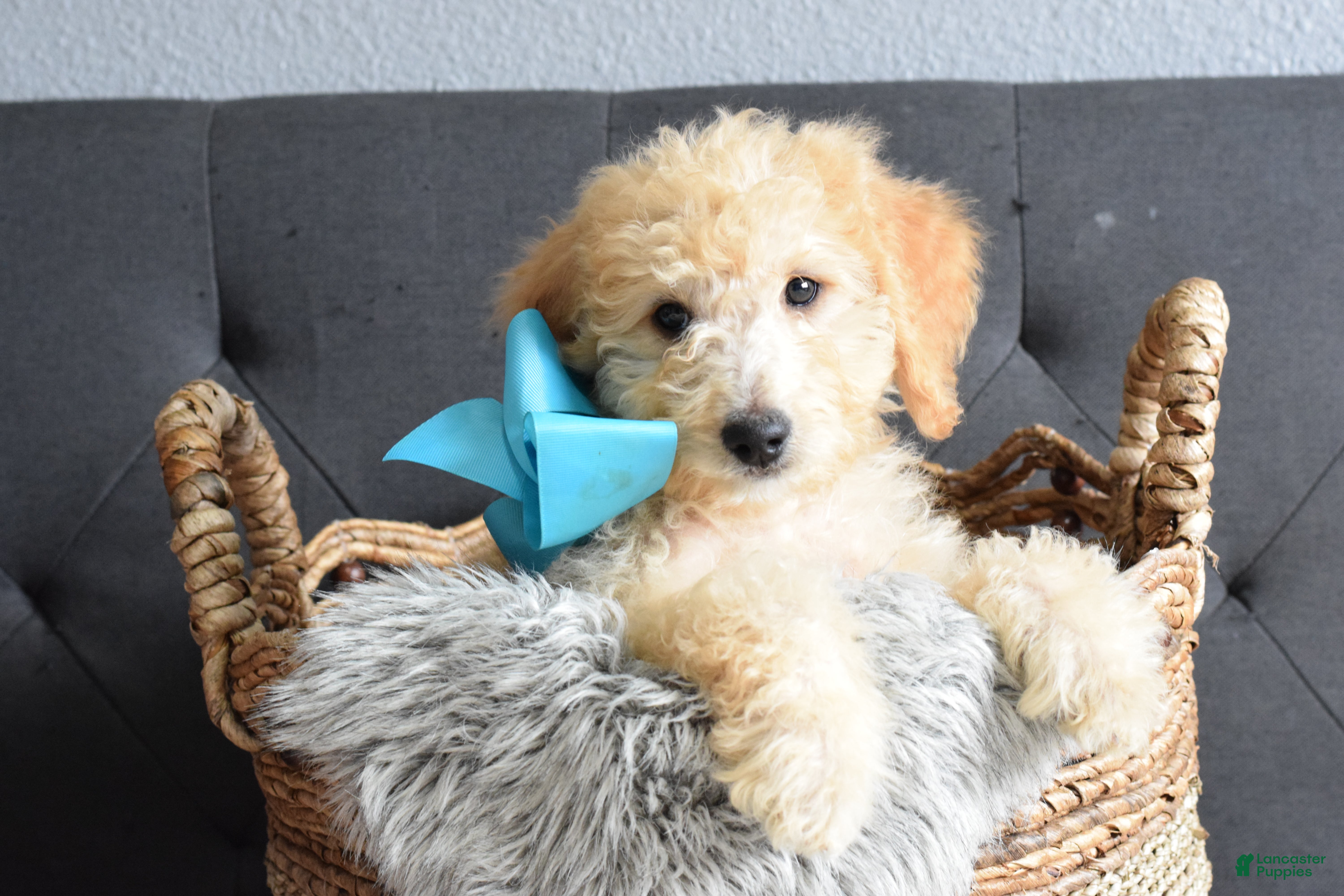 Goldendoodle dogs Goldendoodle Puppy 6 - Ad 1