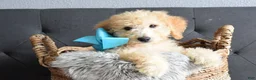 Goldendoodle dogs for sale: Goldendoodle Puppy 6 - Ad 1