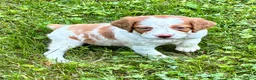 Brittany Spaniel dogs for sale: Hawkeye Holly Girl 3 - Ad 3