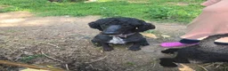 Standard Poodle dogs for sale: Honeysuckle - Ad 4