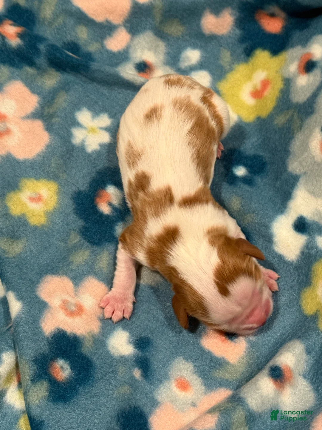 Cavalier King Charles Spaniel dogs for sale: Maple - Ad 1