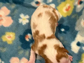 Cavalier King Charles Spaniel dogs for sale: Maple - Ad 1