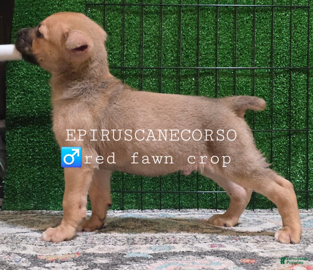 Cane Corso dogs for sale: Male cane corso ear crop tail docked - Ad 2