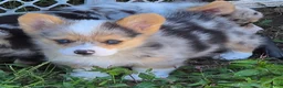 Welsh Corgi Pembroke dogs for sale: Gorgeous George  - Ad 17