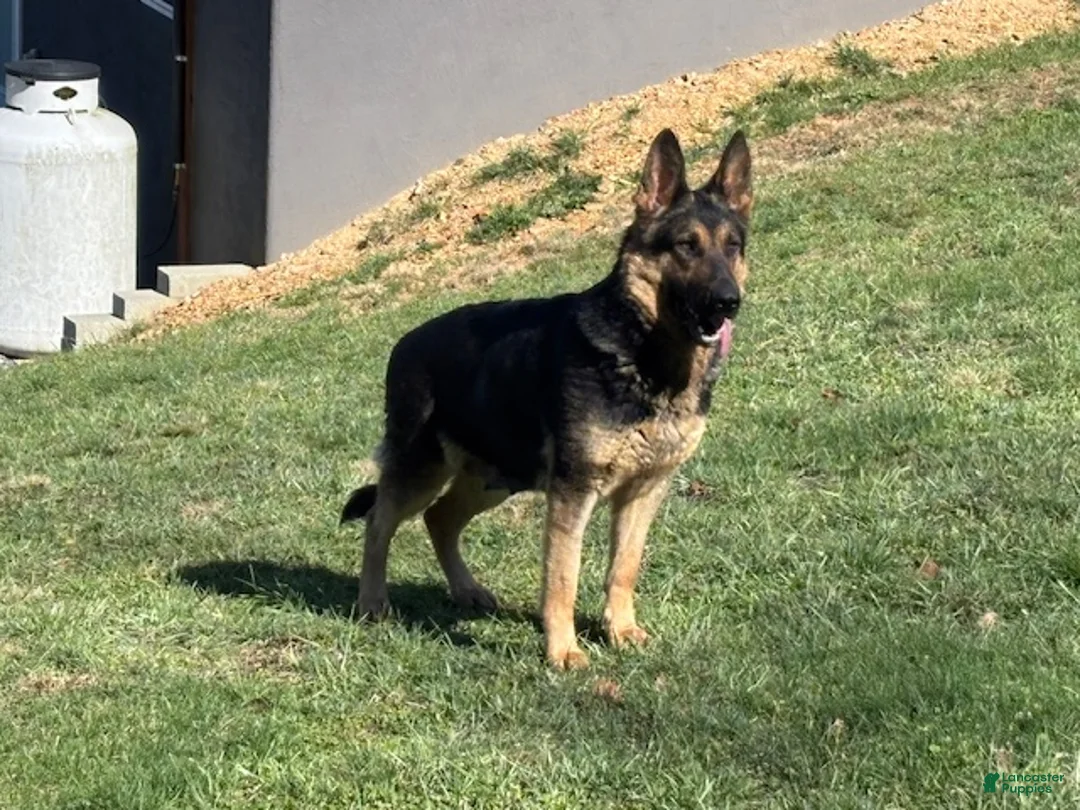 German Shepherd dogs for sale: German Shepherd Puppy 3 - Ad 2