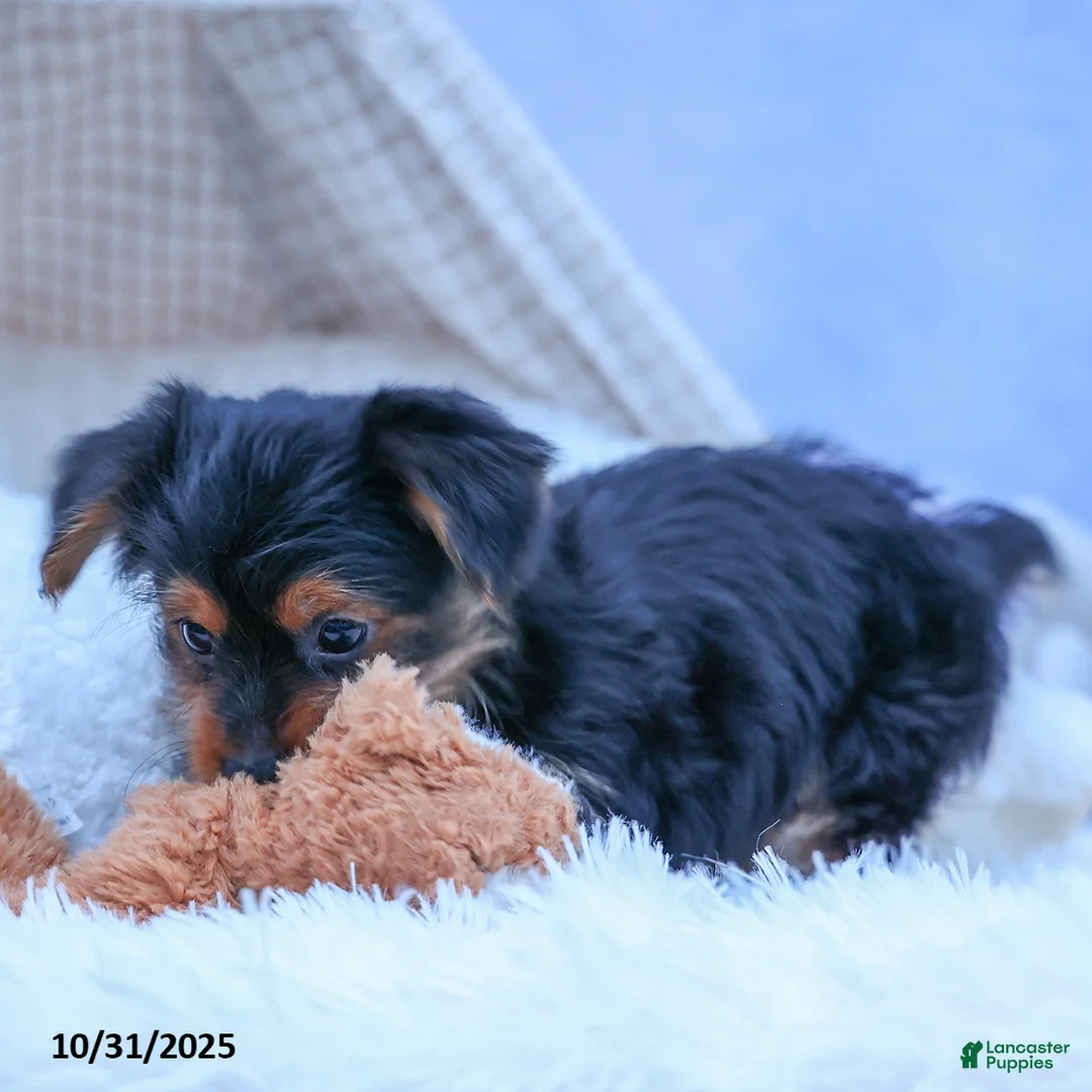 Yorkshire Terrier dogs for sale: Winston - Ad 5