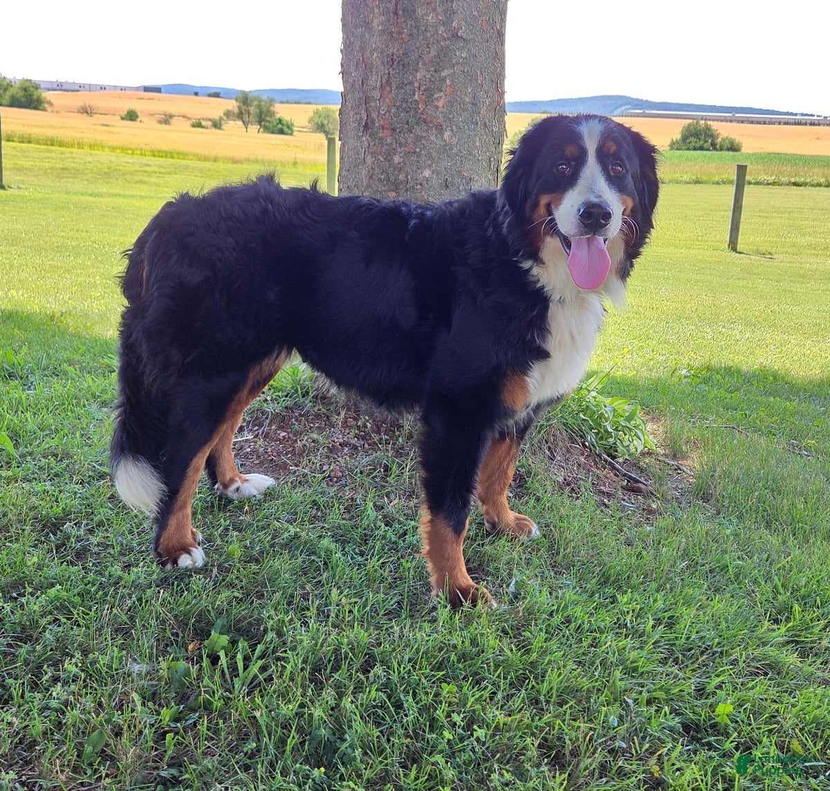 Bernese Mountain Dog dogs Aspen - Ad 1