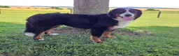 Bernese Mountain Dog dogs for sale: Aspen - Ad 1