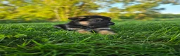 German Shepherd dogs for sale: Nova - Ad 6