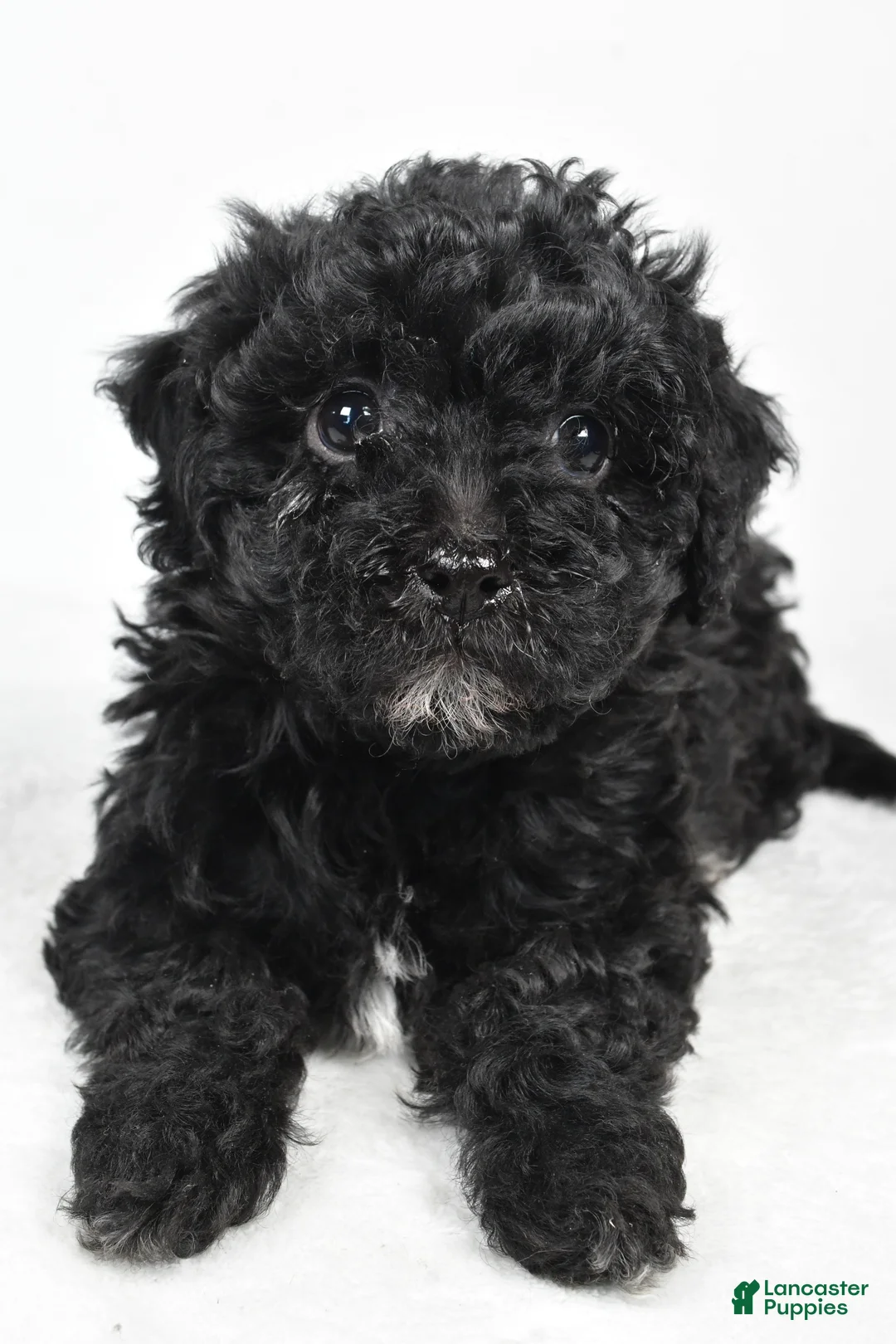 Yorkiepoo dogs for sale: Rina - Ad 5