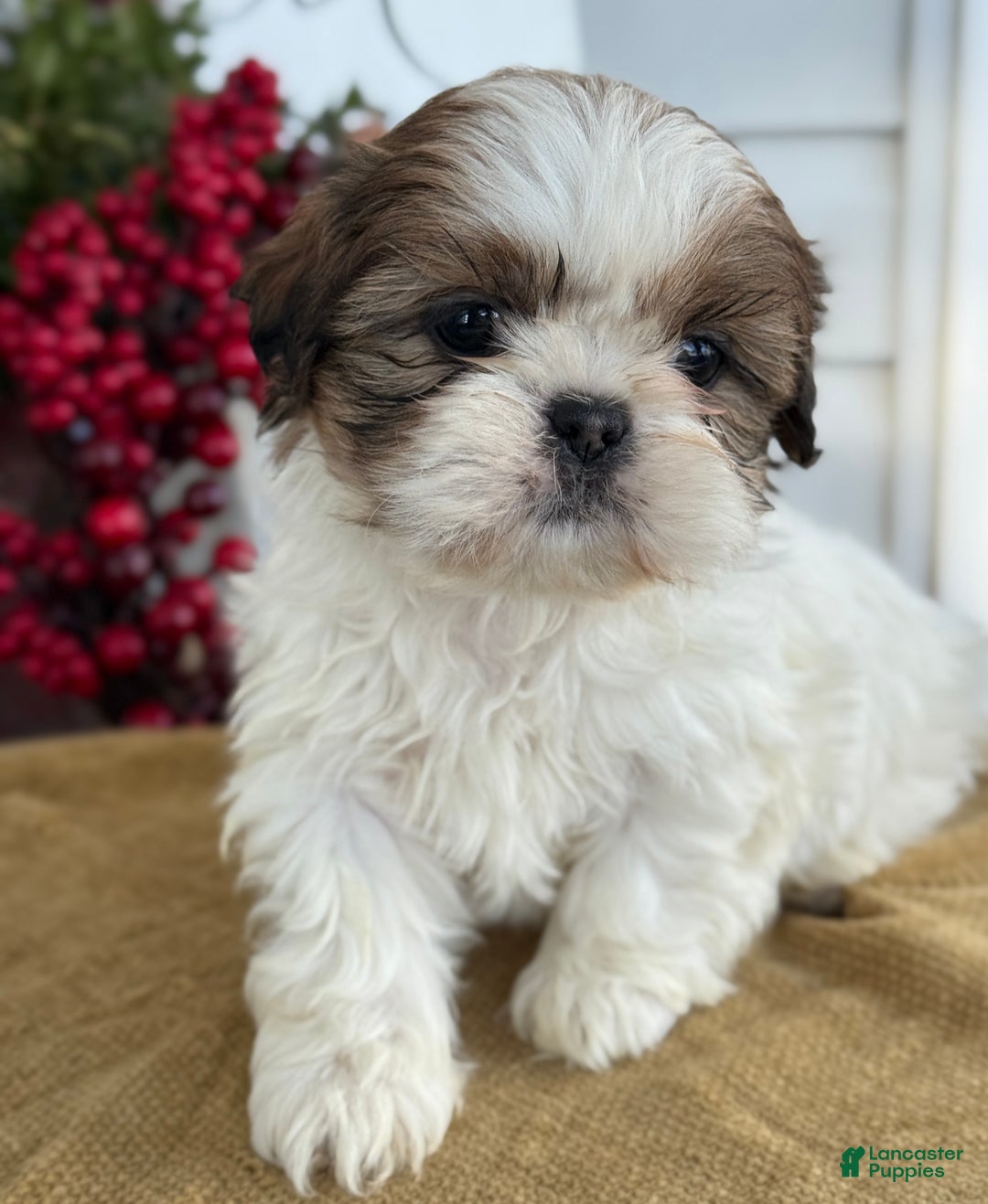 Shih Tzu dogs for sale: Pansy - Ad 1