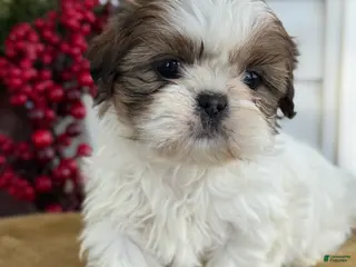 Shih Tzu dogs Pansy - Ad 11