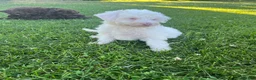 Miniature Labradoodle dogs for sale: Merle- Layla - Ad 3