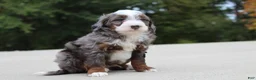 Mini Bernedoodle dogs for sale: Meno  - Ad 4