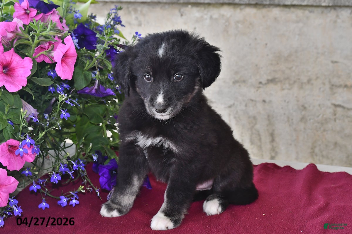 Goberian dogs Bella   - Ad 1