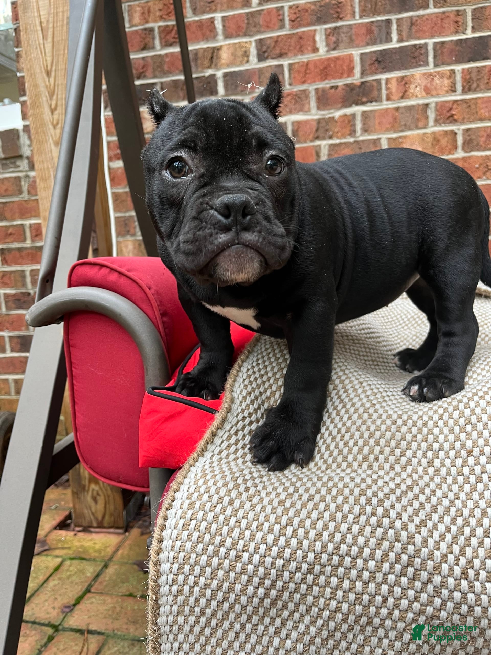 American Bully dogs Baby - Ad 24