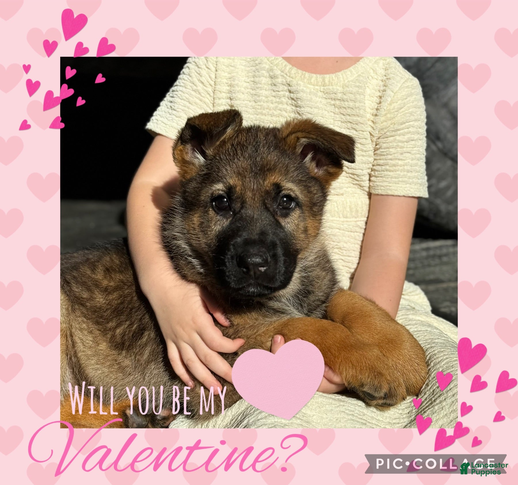 German Shepherd dogs Oakley - Ad 1