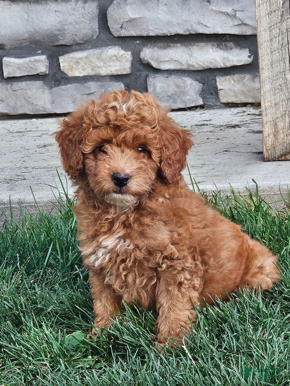 Mini Goldendoodle dogs Ginger  - Ad 1