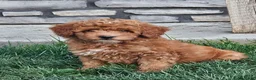 Mini Goldendoodle dogs for sale: Ginger  - Ad 2
