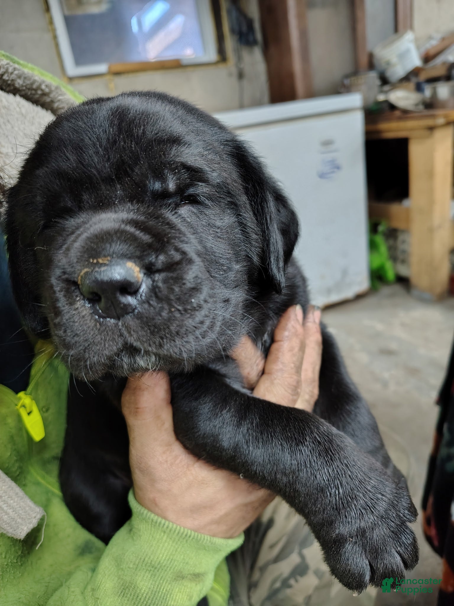 Mixed Breed dogs Mixed Breed Puppy 3black - Ad 2