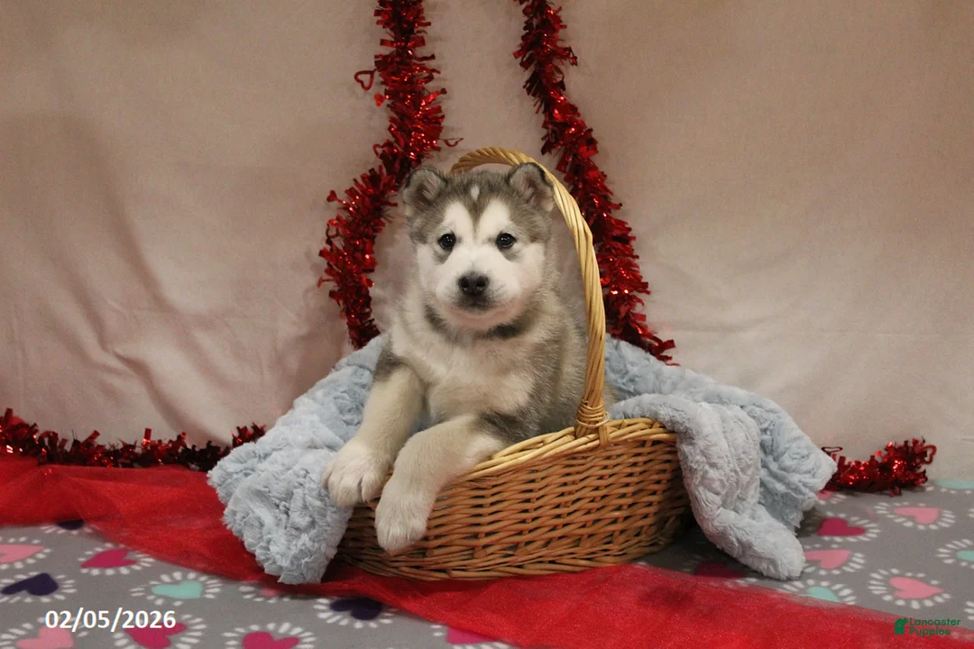 Alaskan Malamute dogs for sale: Arctic - Ad 1