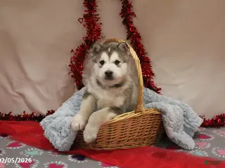 Alaskan Malamute dogs Arctic - Ad 2