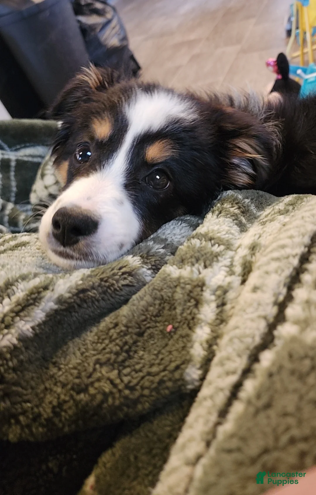 Mixed Breed dogs for sale: Mixed Breed Puppy 3 - Ad 2