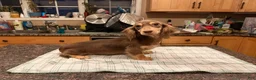 Miniature Dachshund dogs for sale: Chocolate & Cream AKC girl - Ad 4