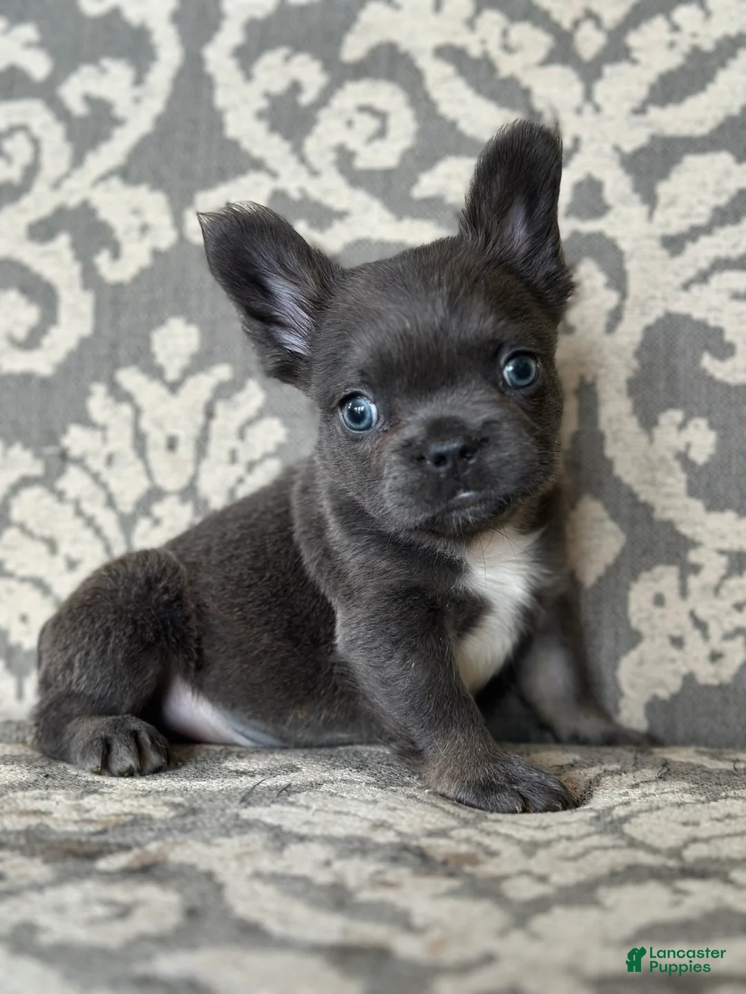 French Bulldog dogs for sale: Cobalt - Ad 3