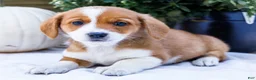 Mixed Breed dogs for sale: Buddy - Ad 4
