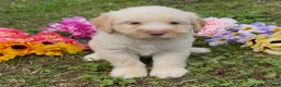 Mini Goldendoodle dogs for sale: Spruce  - Ad 5