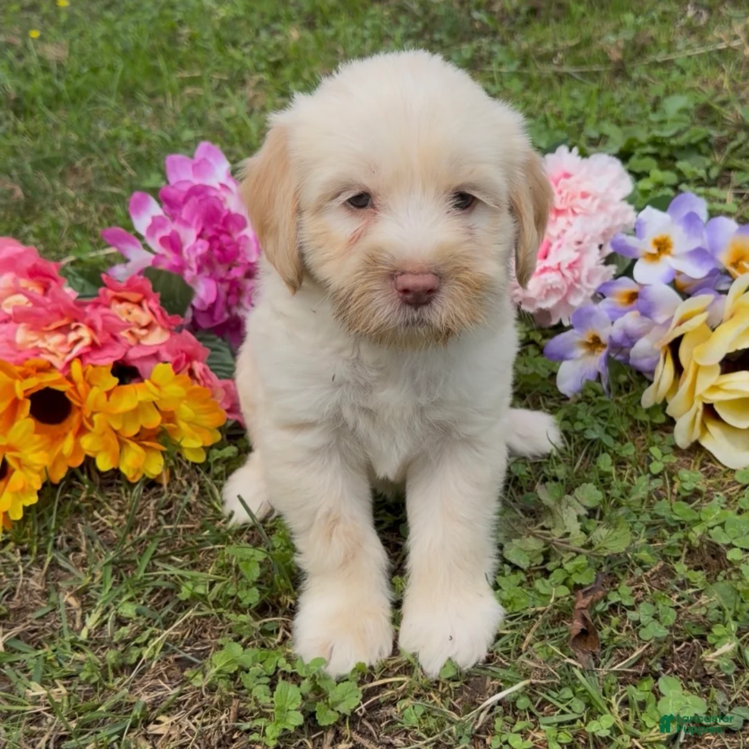 Mini Goldendoodle dogs for sale: Spruce  - Ad 5