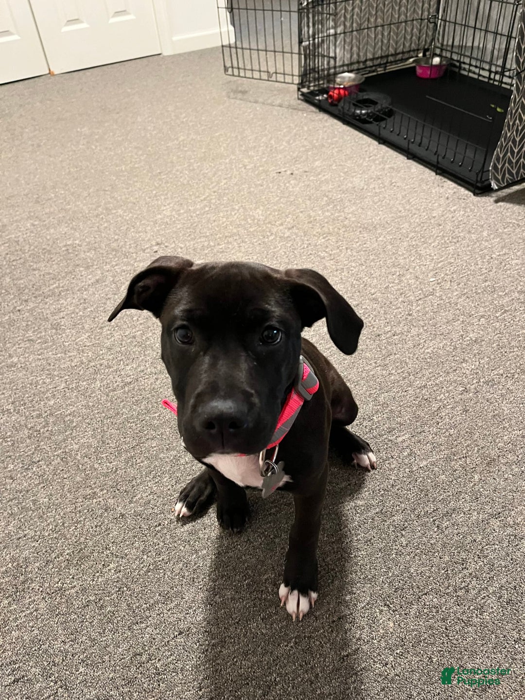 Gallery Image {{count}}