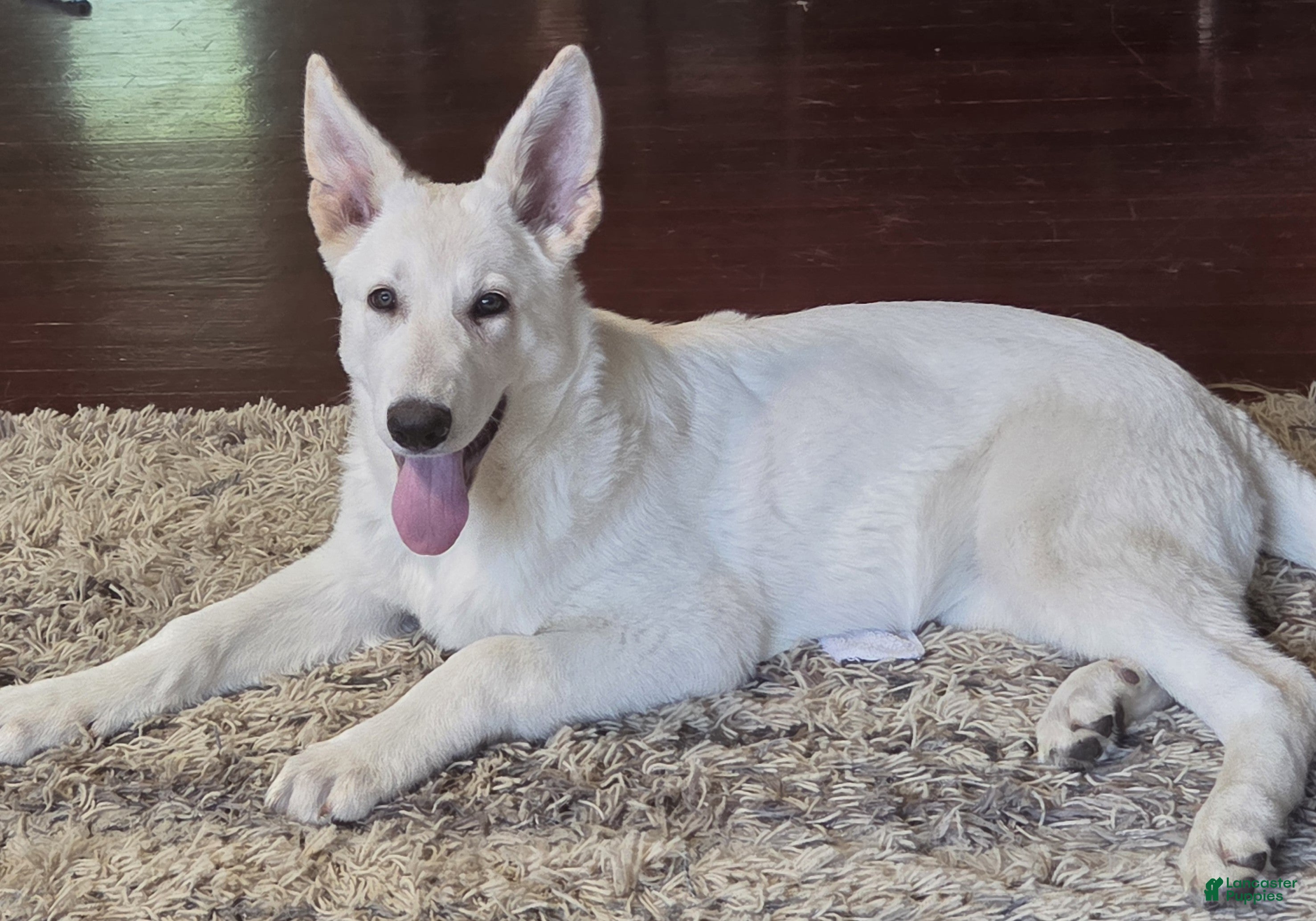 German Shepherd dogs for sale: White German Shepherd Puppy - Pink - Ad 1
