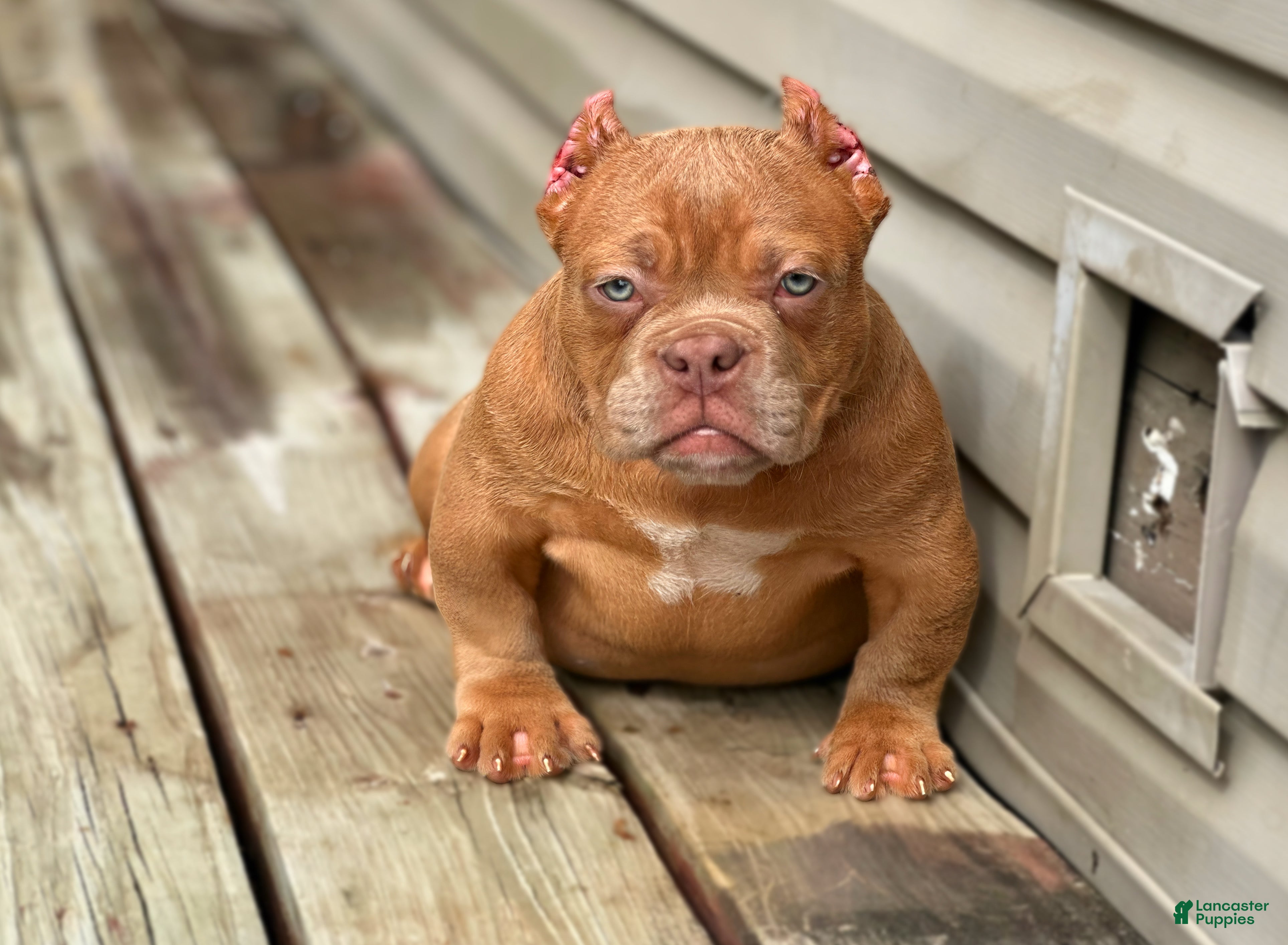 Brown Small Bully Breeds Tri Color Micro Mini Pitbulls American Bully  Puppies For Sale, image size:3855x2829