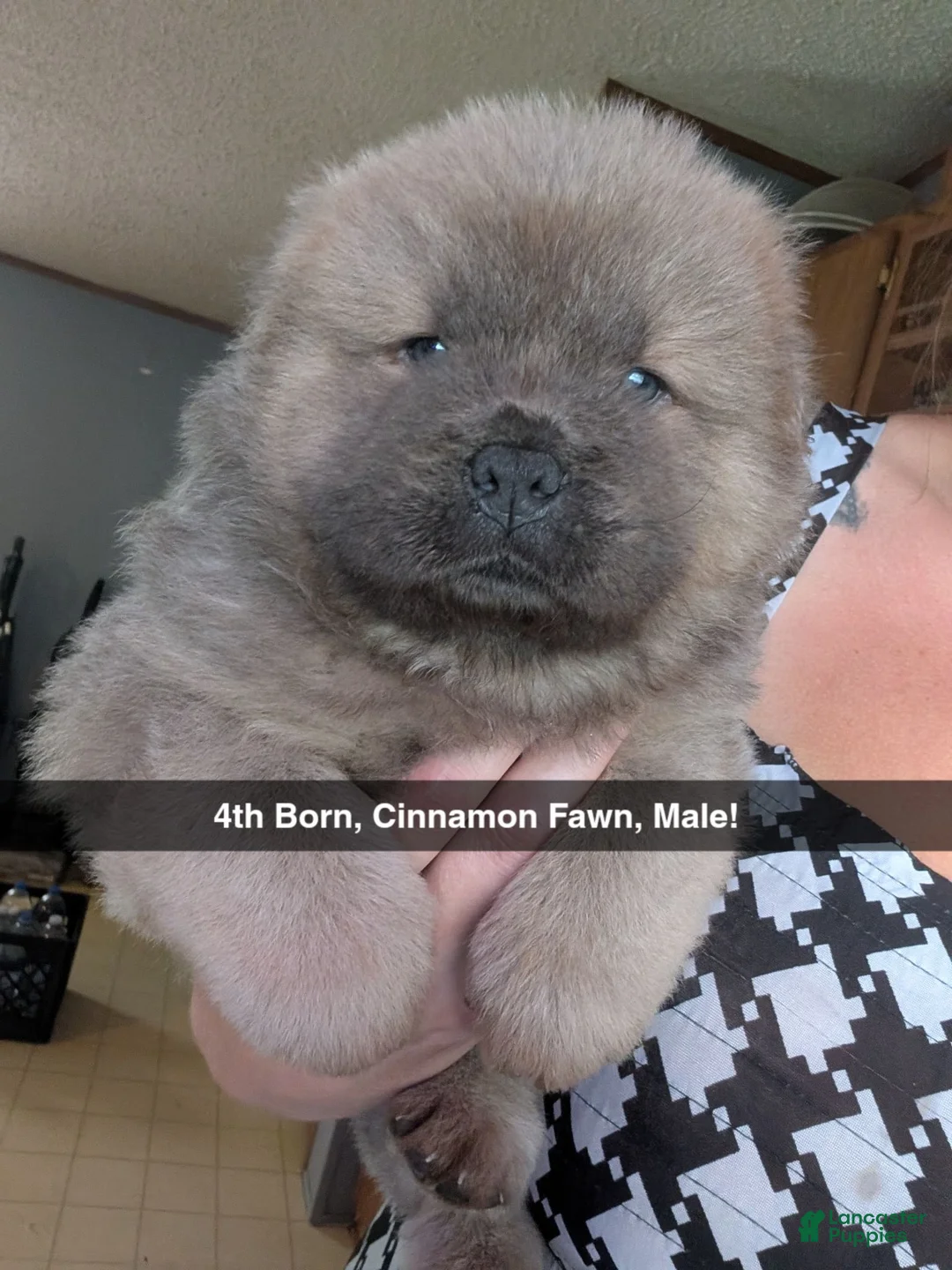 Chow Chow dogs for sale: Puppy 4 - Ad 1