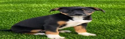 Mixed Breed dogs for sale: Lab Rott 2  - Ad 1