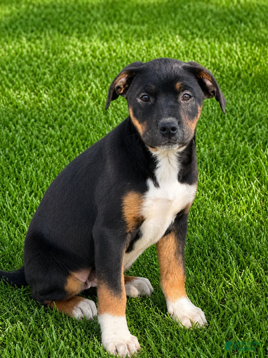 Mixed Breed dogs for sale: Lab Rott 2  - Ad 1