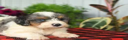 Mini Bernedoodle dogs for sale: Riot - Ad 5