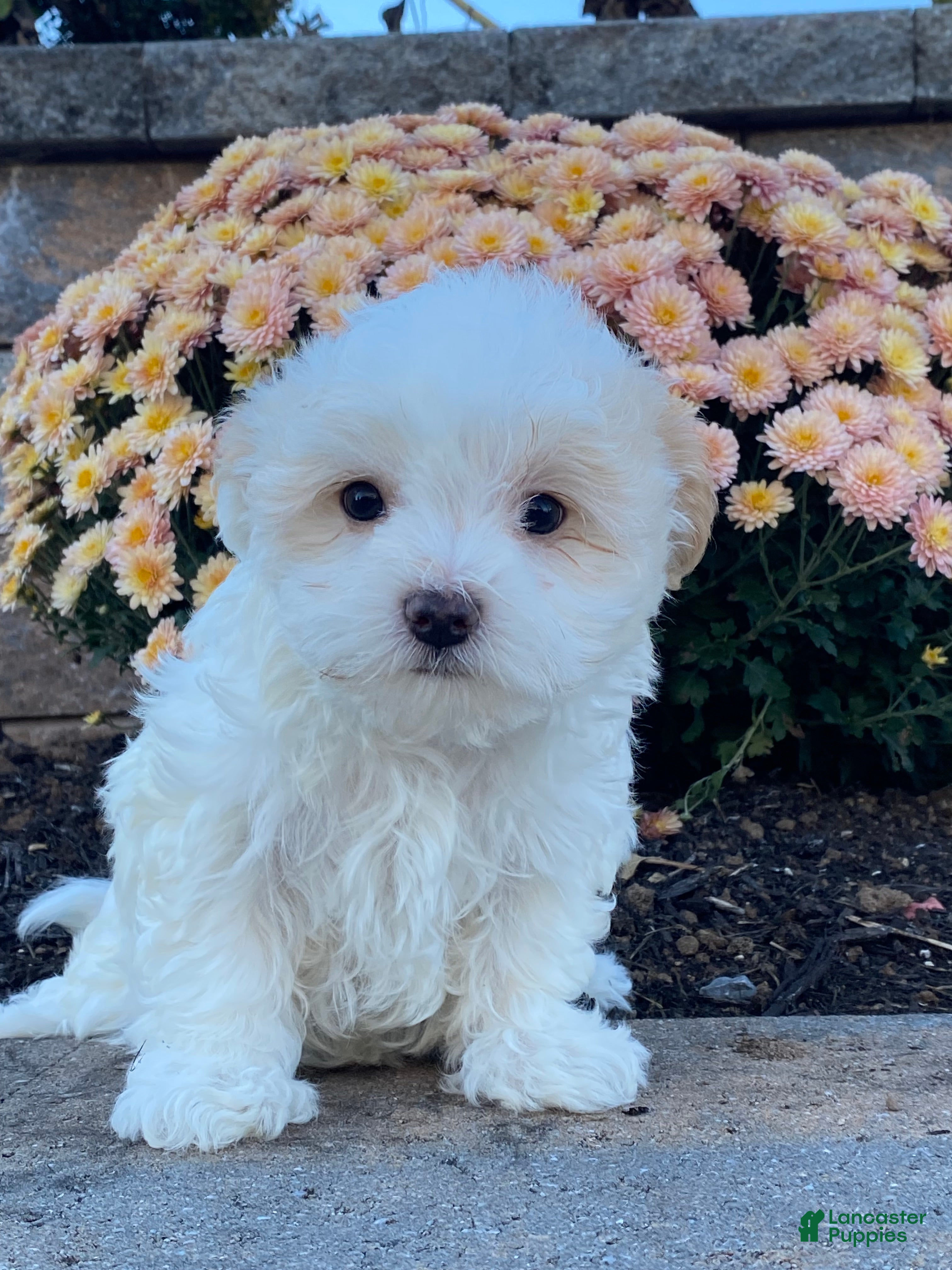 Havanese dogs Harper - Ad 9